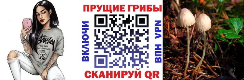 ссылка на мегу как войти  Тавда  Галлюциногенные грибы Psilocybine cubensis 